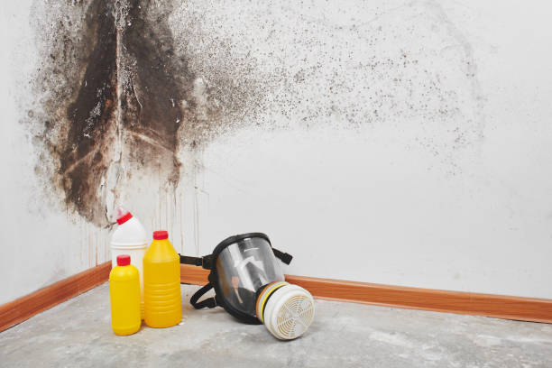 Best Office Mold Removal Services  in Davis, OK