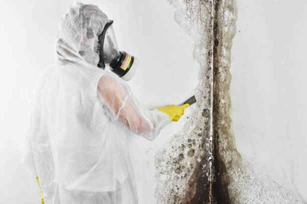 Best Mold Testing and Removal  in Davis, OK