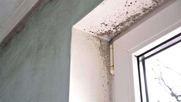 Best Mold Damage Repair  in Davis, OK