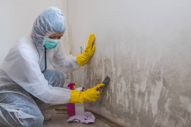 Professional Mold Removal in Davis, OK