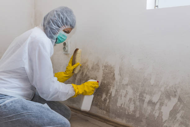 Best Local Mold Removal Service  in Davis, OK