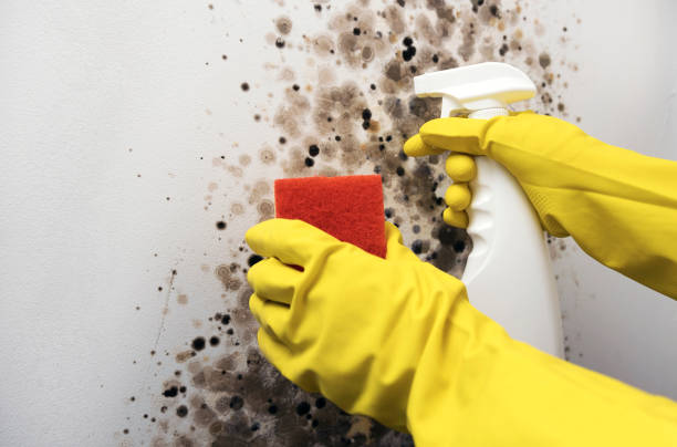 Best Toxic Mold Removal  in Davis, OK