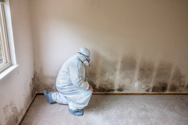 Best Black Mold Removal  in Davis, OK