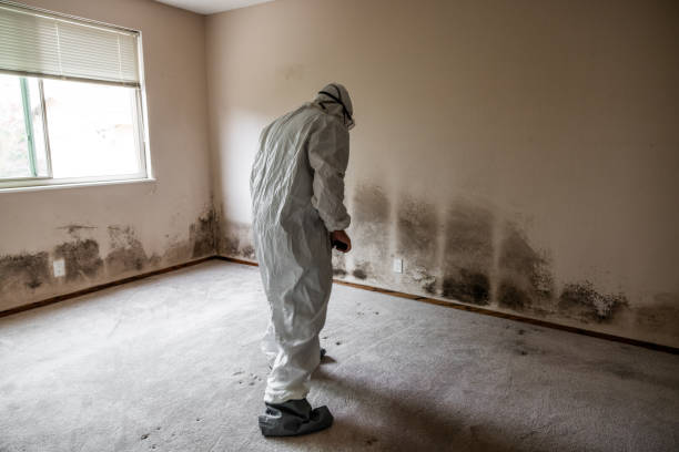 Best Office Mold Removal Services  in Davis, OK