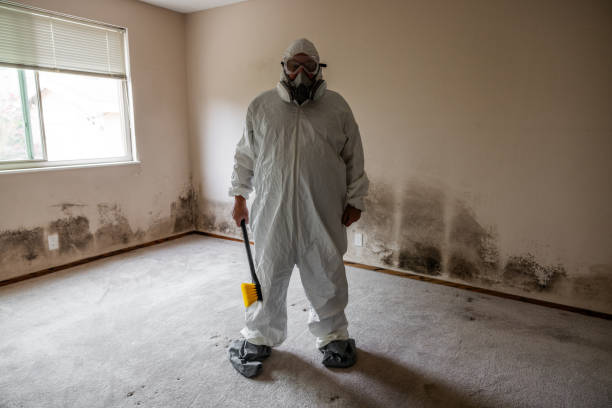 Best Mold Remediation  in Davis, OK